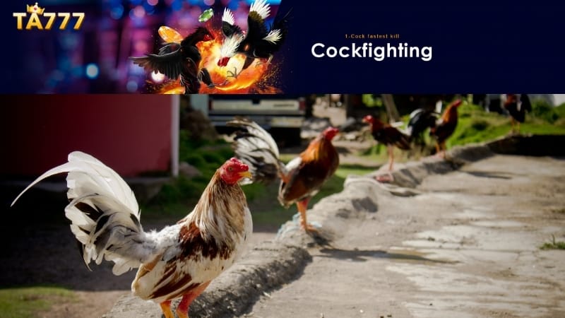 Cockfighting TA777